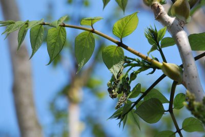 Decaisnea fargesii - dekaisnea Fargesova - jarní pučení (2)